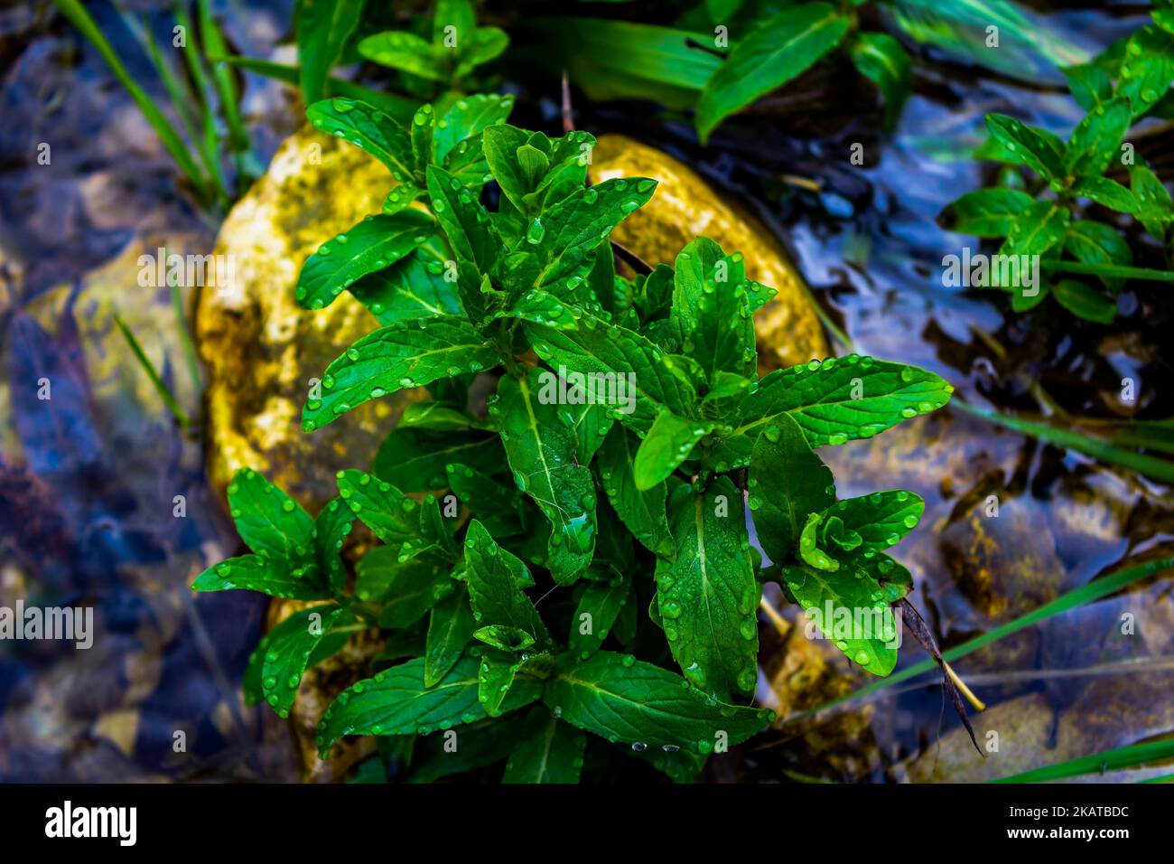 wild mint in the shajarah valley Stock Photo