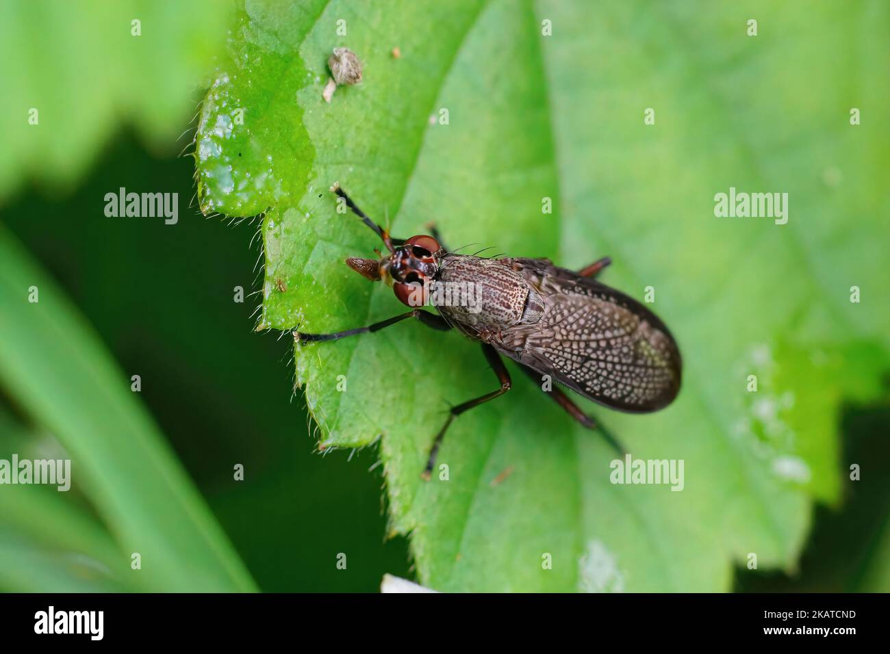 Closeup on a black winged snail killing fly, Coremacera marginata sitting on a green leaf in the garden Stock Photo