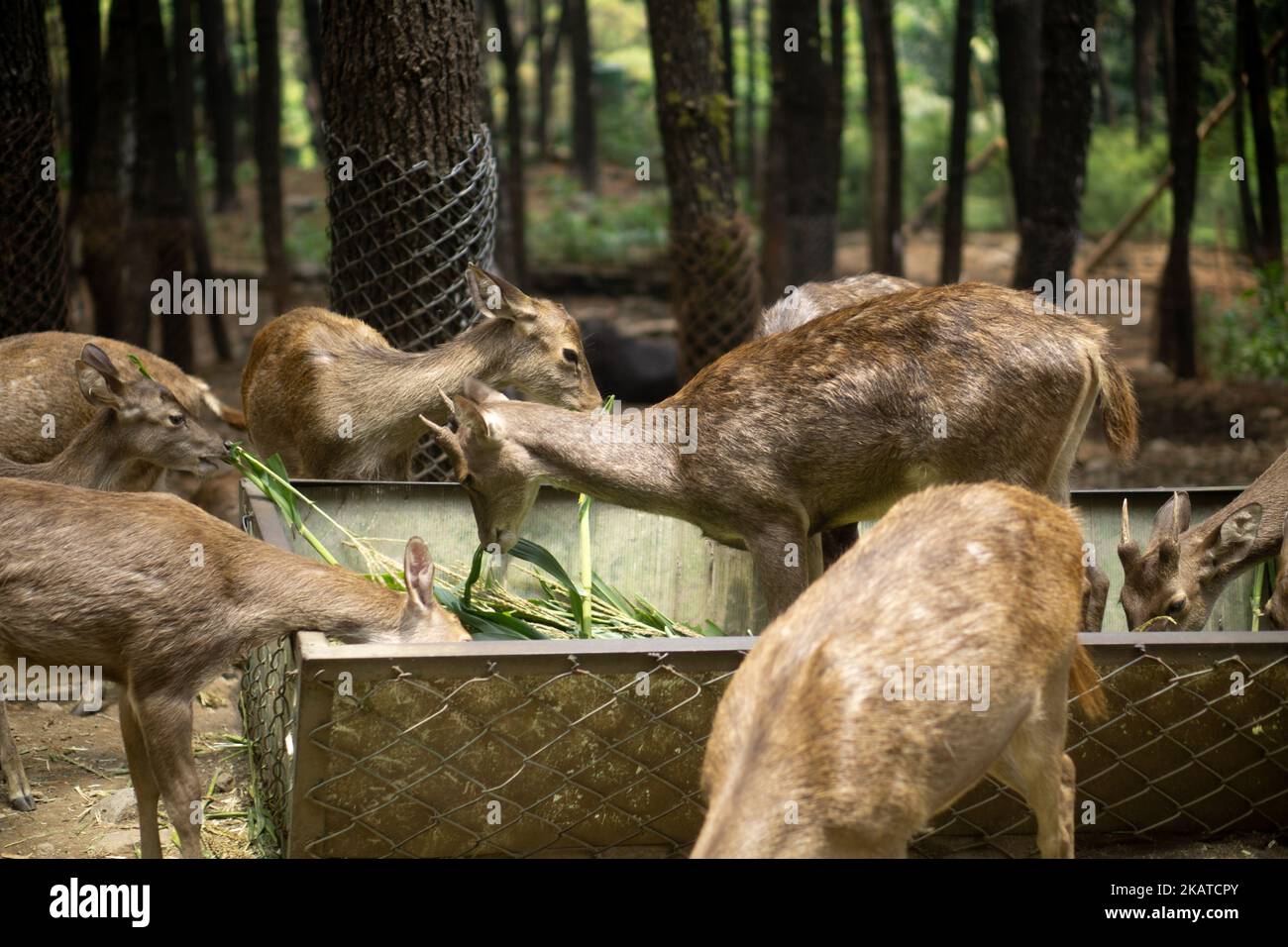 A group of young Bawean deer (Hyelaphus kuhlii) eating grass Stock Photo