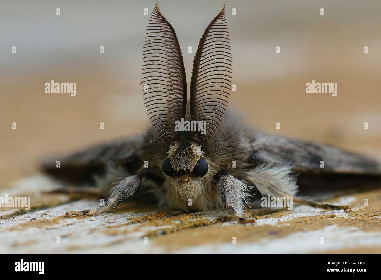 Frontal detailed vertical closeup on a European gypsy moth, Lymantria ...