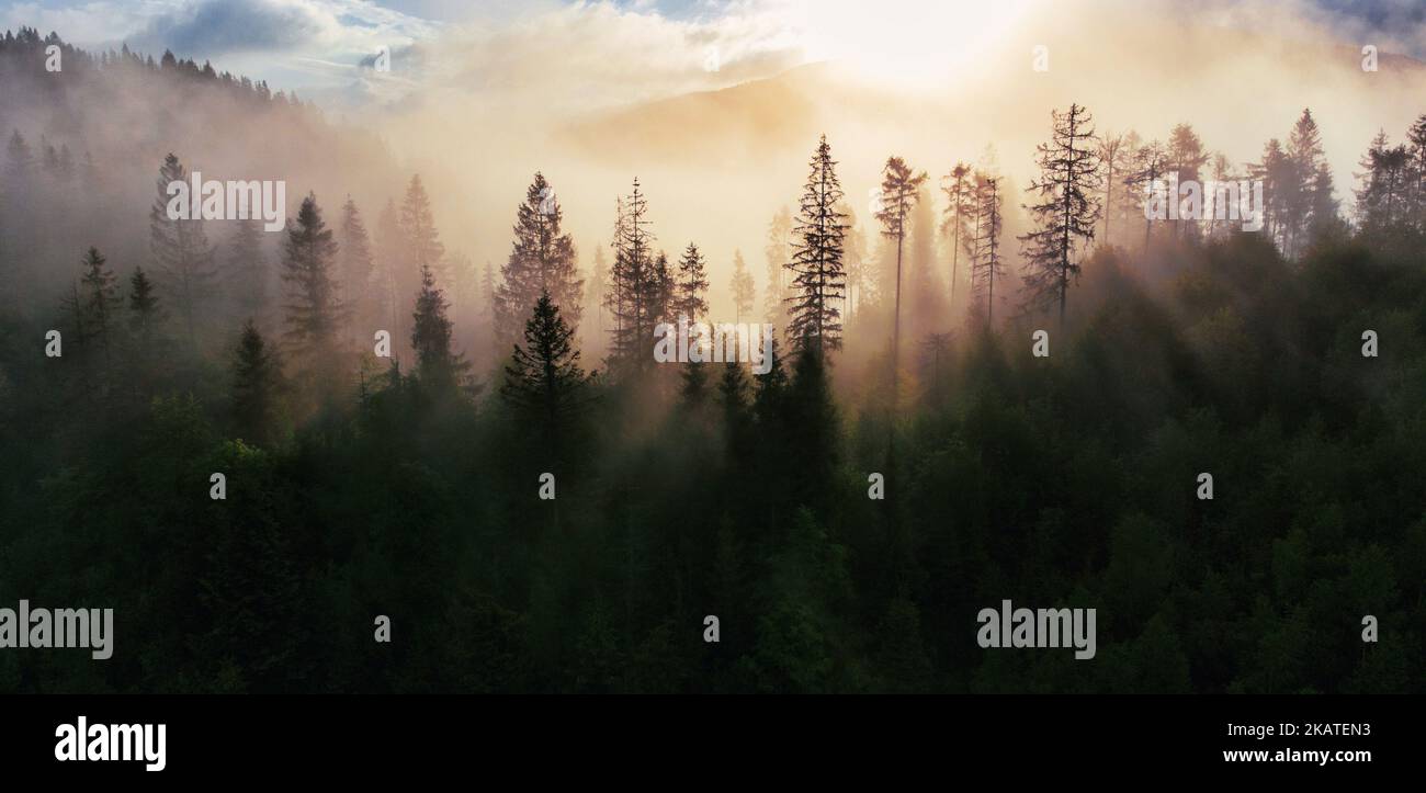 Majestic landscape with forest on hills and amazing sky. download image Stock Photo