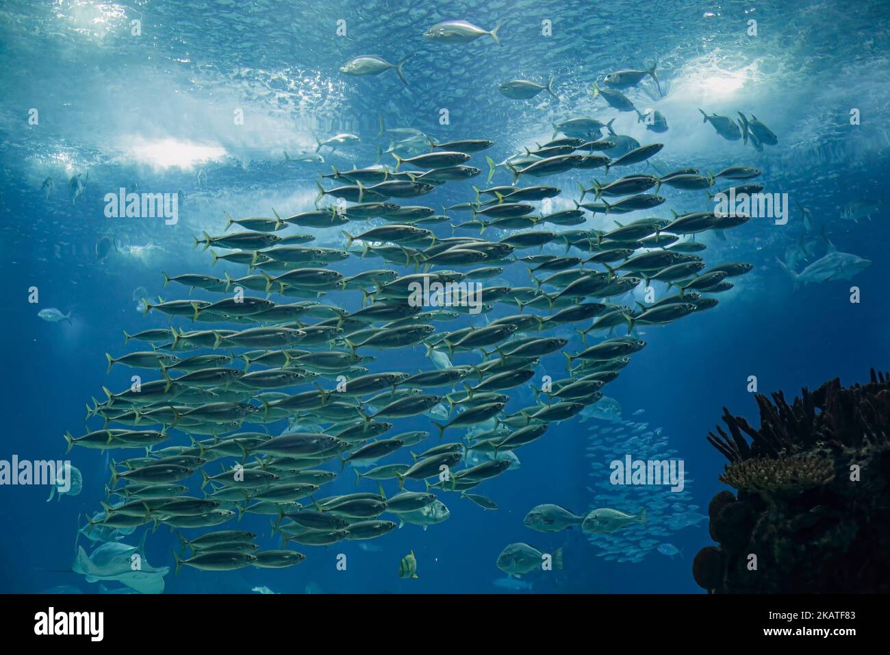 Mercel Fish Many mackerel fish underwater hi-res stock photography and images - Alamy