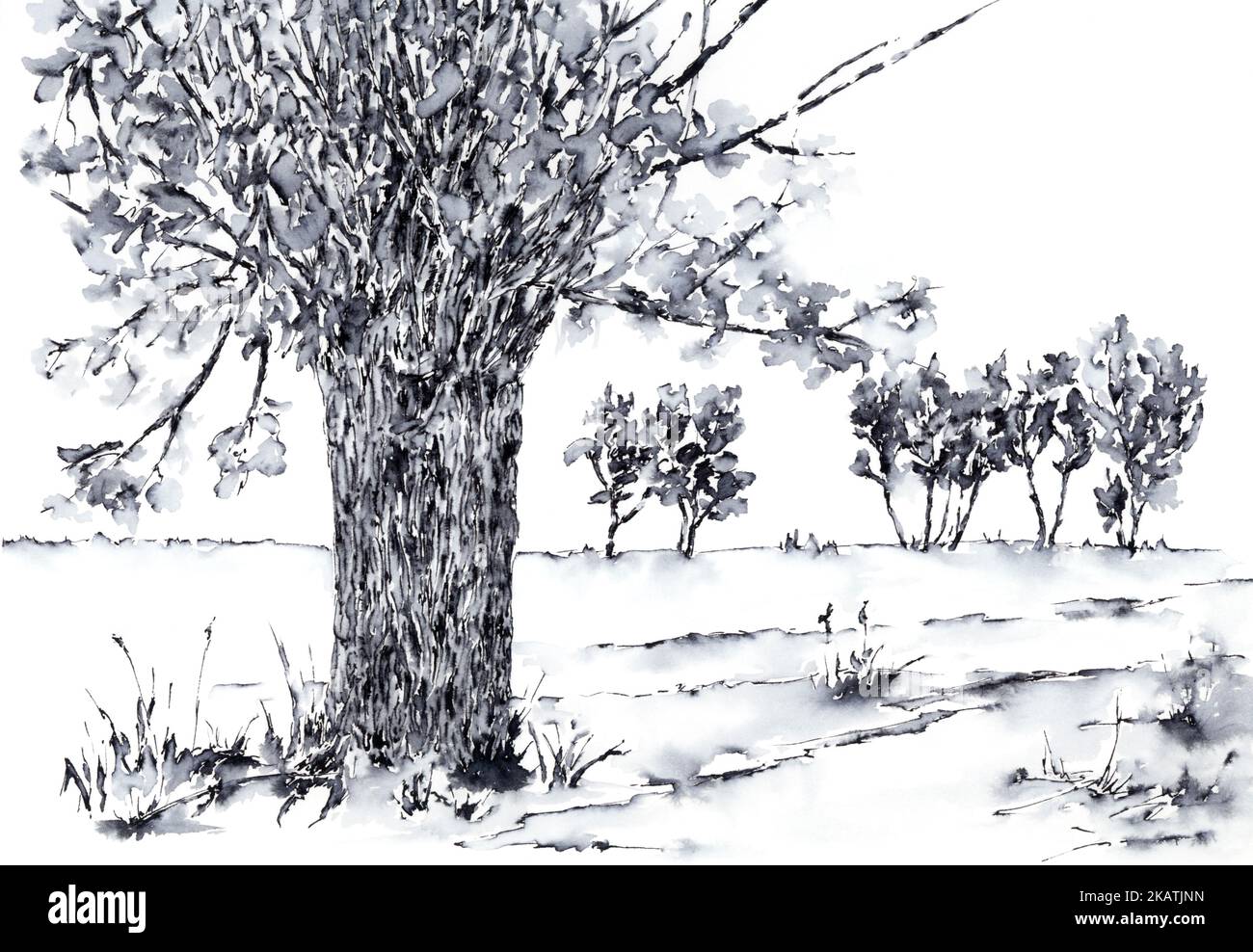 Landscape with willow tree. Ink on paper Stock Photo Alamy