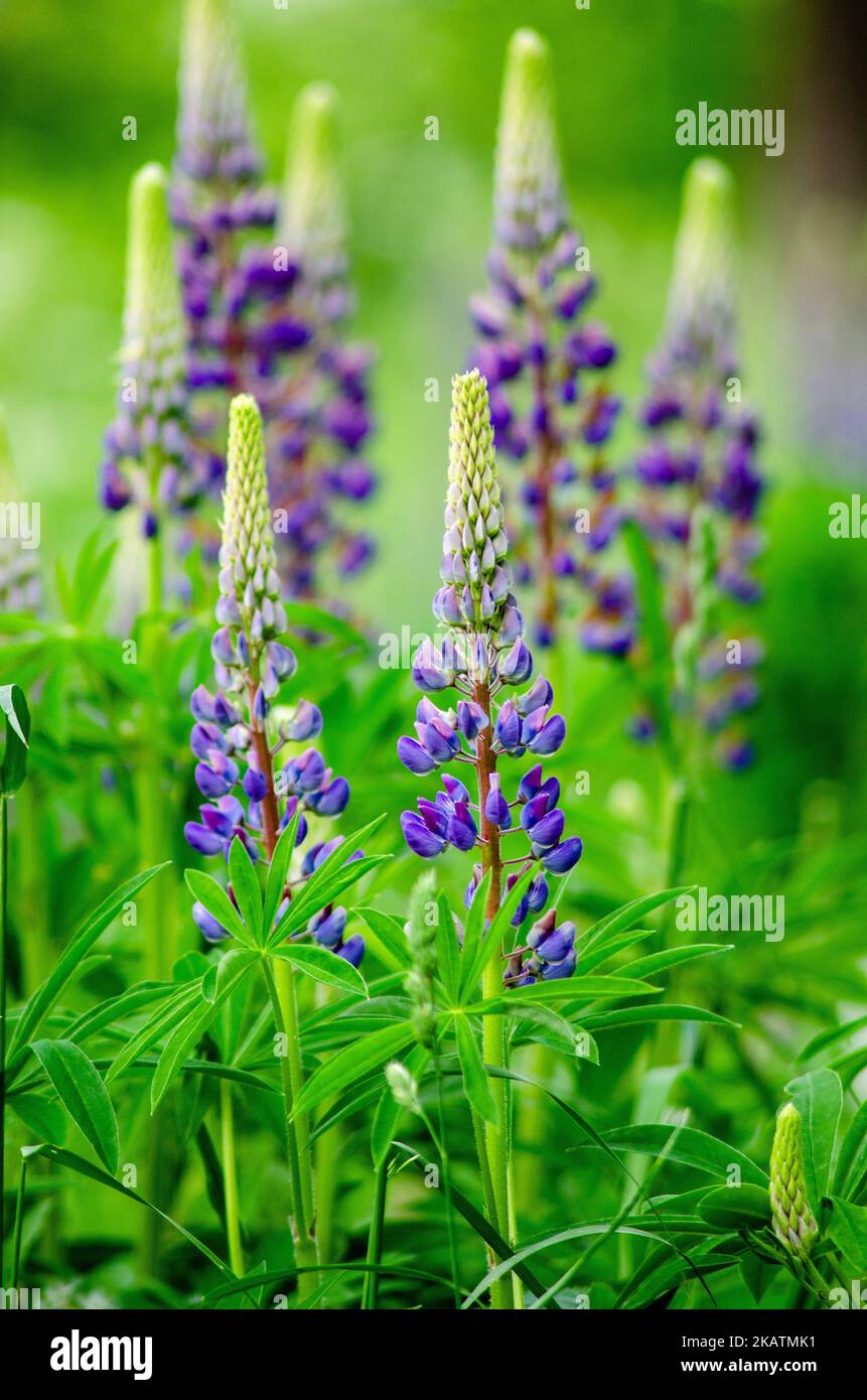 Closeup vertical shot beautiful hi-res stock photography and images - Alamy