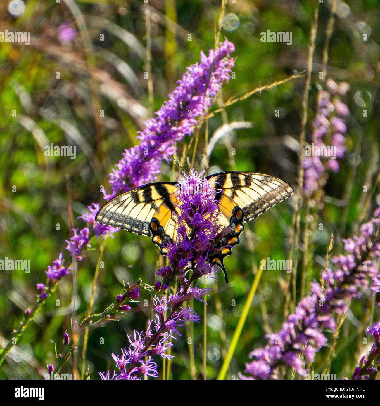 Black and yellow Eastern Tiger Swallowtail Butterfly (Papilio glaucus) on Blazing-Star flowers at The Nature Conservancy's Disney Wilderness Preserve Stock Photo