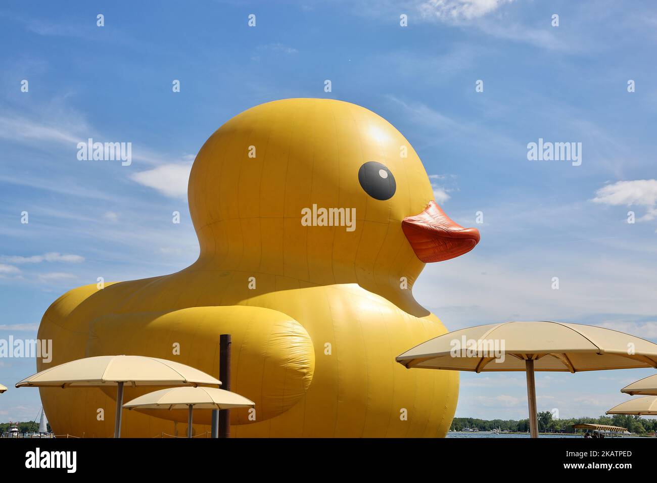 The world’s largest rubber duck arrived in Toronto, Ontario, Canada, on July 03, 2017. The giant rubber duck visited the city of Toronto as part of the Redpath Waterfront Festival. The 13,600-kg inflatable duck was created by Dutch artist Florentijn Hofman and is more than 27 meters in length and nearly six storeys tall. (Photo by Creative Touch Imaging Ltd./NurPhoto) Stock Photo