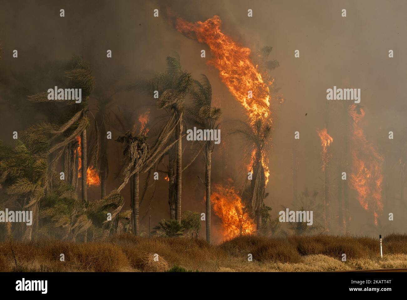 Palm trees in flames as the Thomas wildfire rages in Ventura, California on December 7, 2017. Firefighters across Southern California are battling six major fires that are fueled by strong Santa Ana winds with wind gusts of 70 miles per hour. (Photo by Ronen Tivony/NurPhoto) Stock Photo