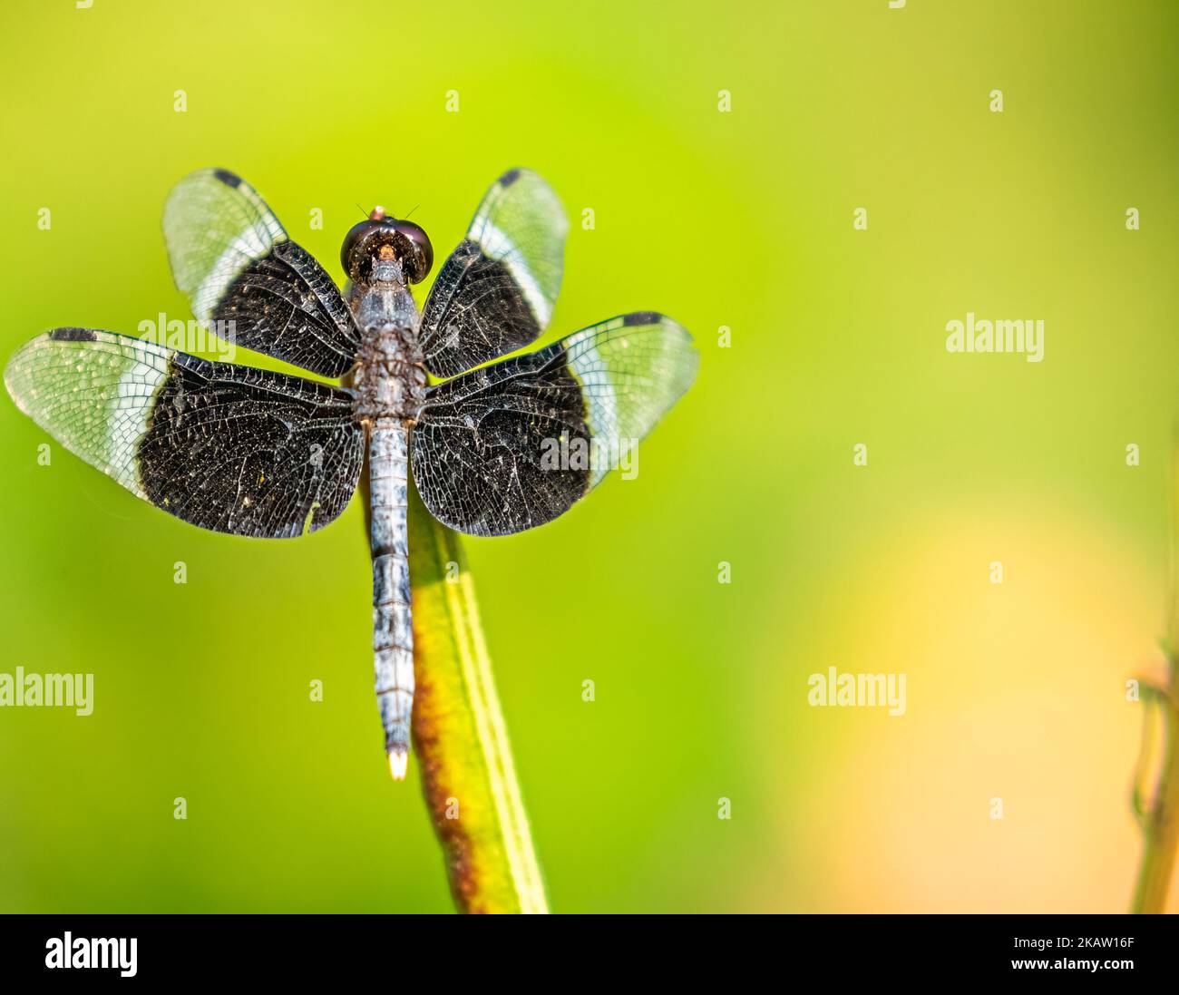 Pied paddy skimmer hi-res stock photography and images - Alamy