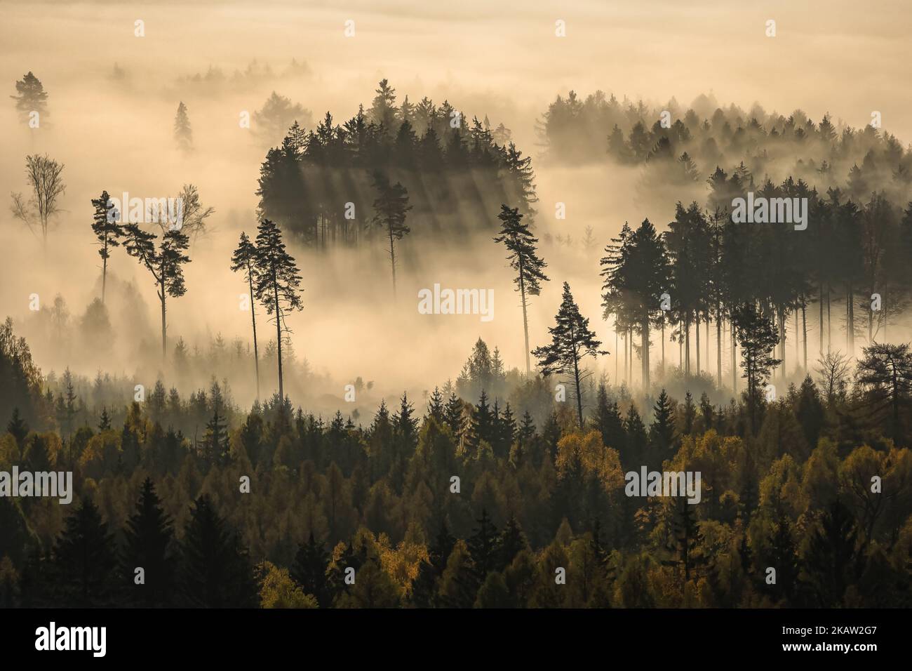 A beautiful shot of a foggy landscape with tall trees in a forest ...