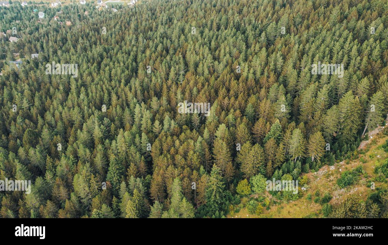 An aerial view of a green forest Stock Photo - Alamy