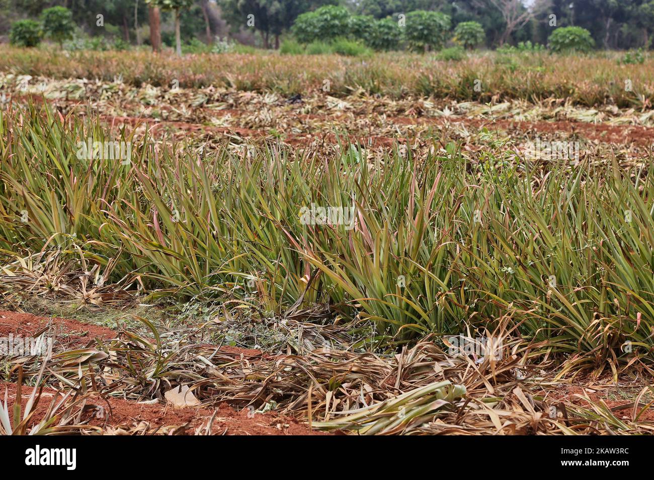 Agrilanka hires stock photography and images Alamy