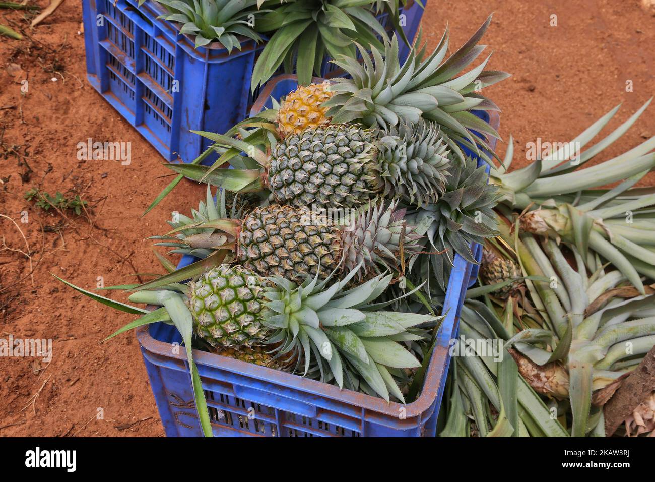 Agrilanka hires stock photography and images Alamy