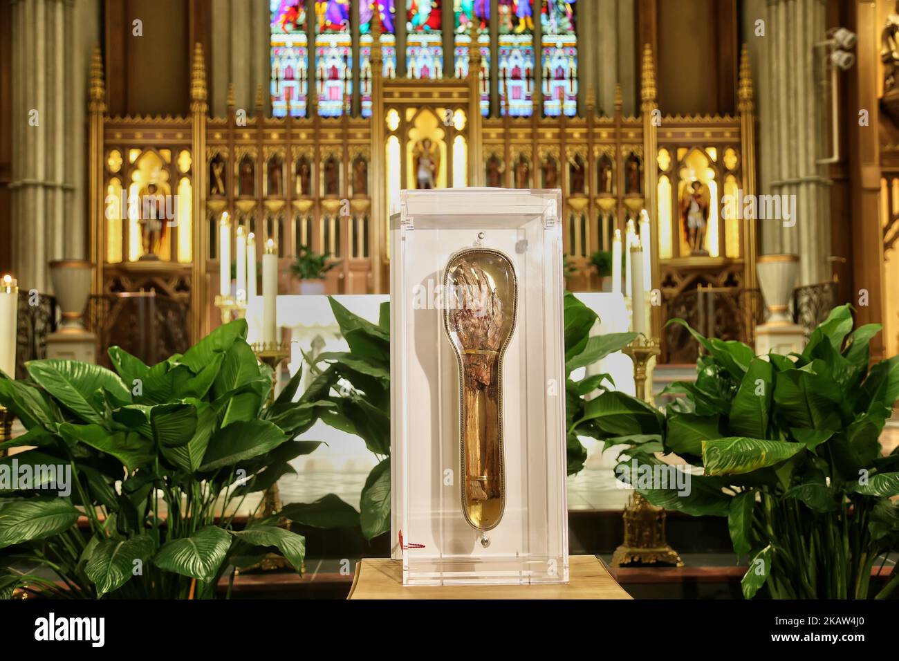 The forearm of Saint Francis Xavier, a popular saint revered by
