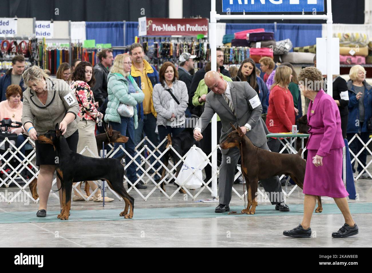 Two Doberman Pinschers are being judged during the fourth day of the Michigan Winter Dog Classic show at Suburban Showcase Collection in Novi, in Michigan USA, on Sunday, January 21, 2018. More than 7,000 dogs, of 160+ breeds take part in competitions and performances of diferent types of dog training. (Photo by Jorge Lemus/NurPhoto) Stock Photo
