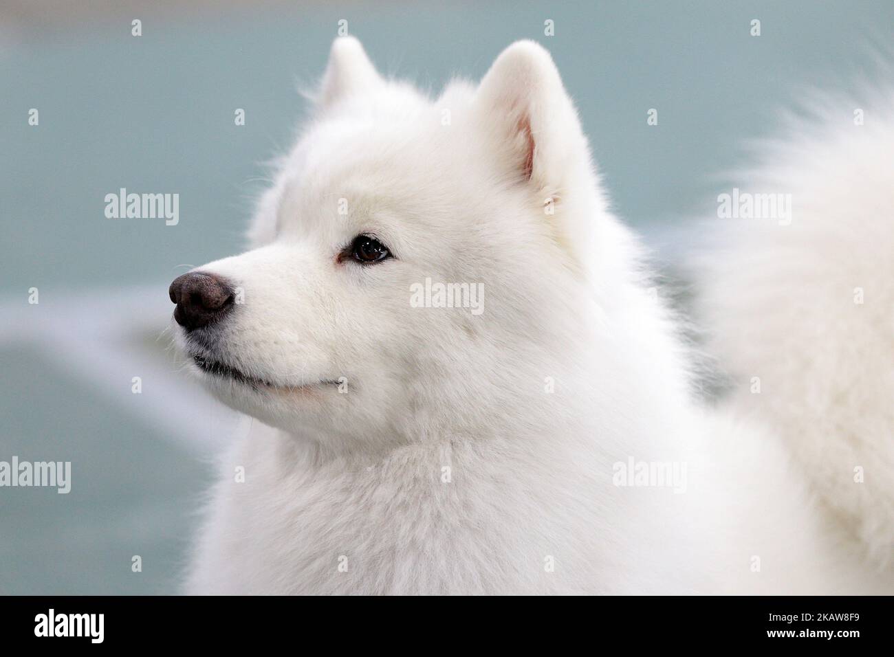 An American Eskimo during the Michigan Winter Dog Classic show at Suburban Showcase Collection in Novi, in Michigan USA, on Sunday, January 21, 2018. More than 7,000 dogs, of 160+ breeds take part in competitions and performances of diferent types of dog training. (Photo by Jorge Lemus/NurPhoto) Stock Photo