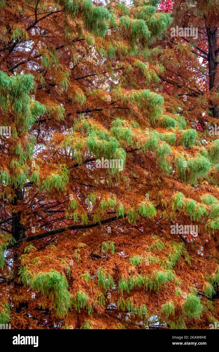 tree changing color in autumn Stock Photo