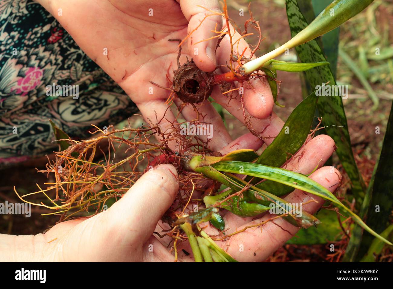 Hands holding snake plants seedlings / sprouts. Baby snake plants Stock