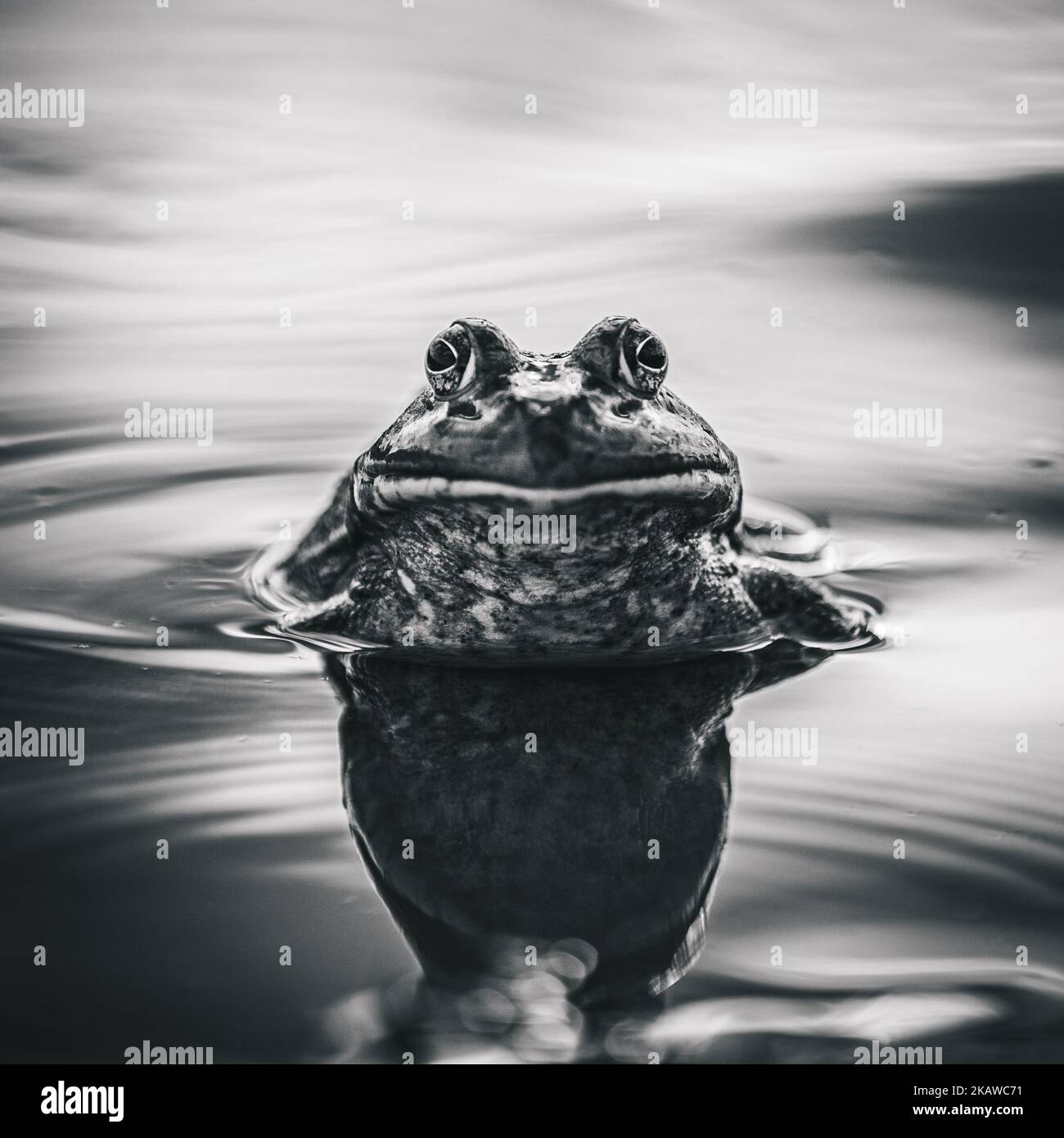 A closeup black and white shot of an American bullfrog in water Stock Photo