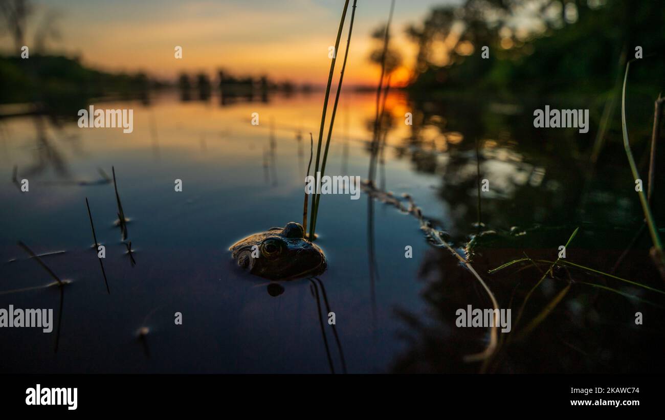 An American bullfrog in a water pond in a blurred sunset background Stock Photo