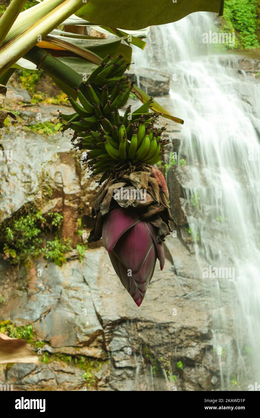 Banana tree with waterfall in background Stock Photo