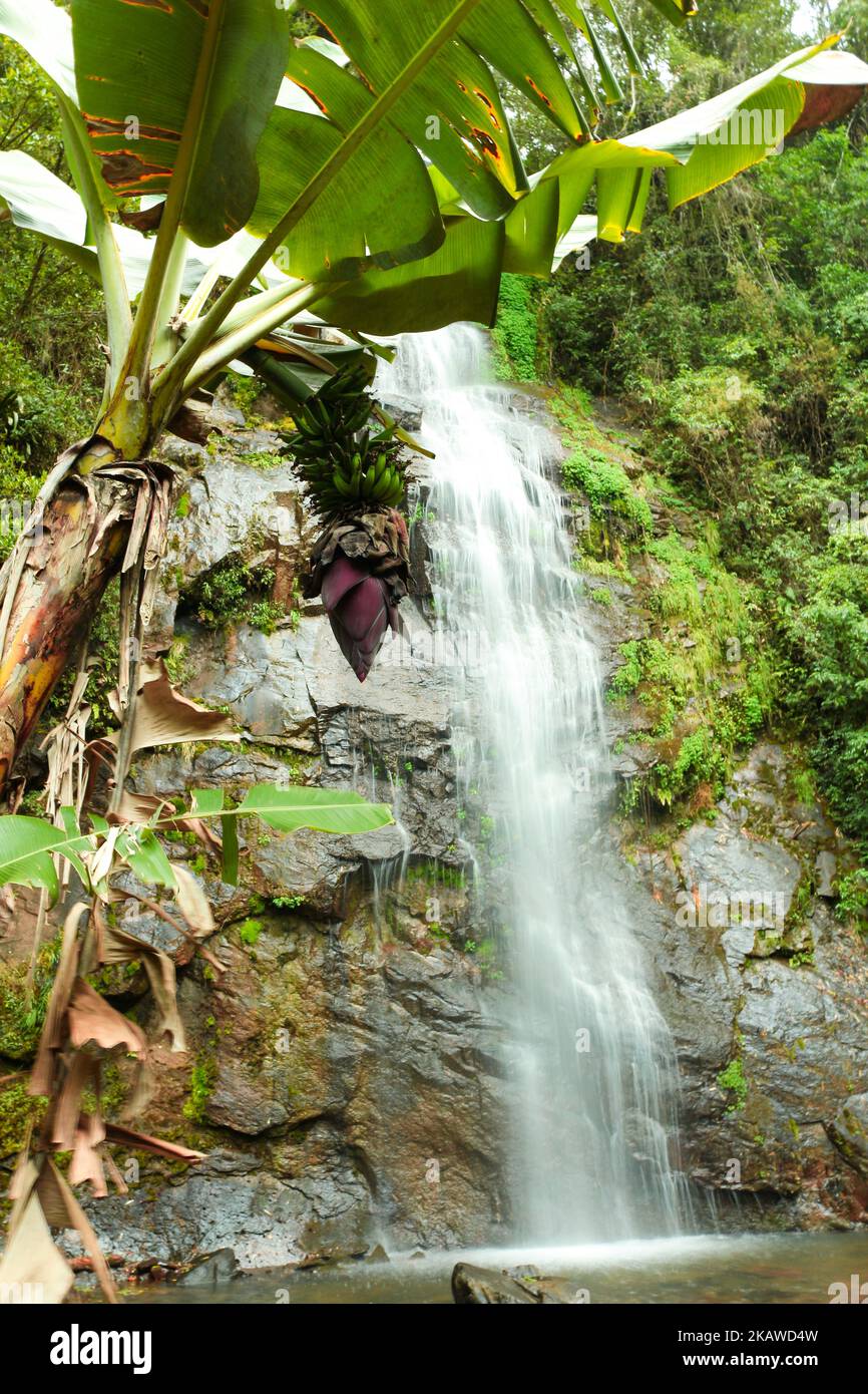 Banana tree with waterfall in background Stock Photo