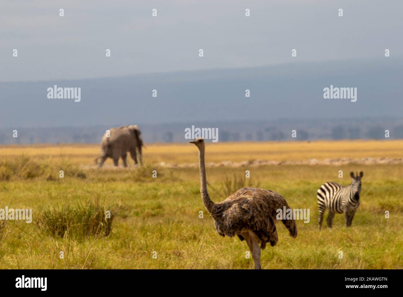 An ostrich, elephant, and zebra resting in the open terrain, Maasai ...