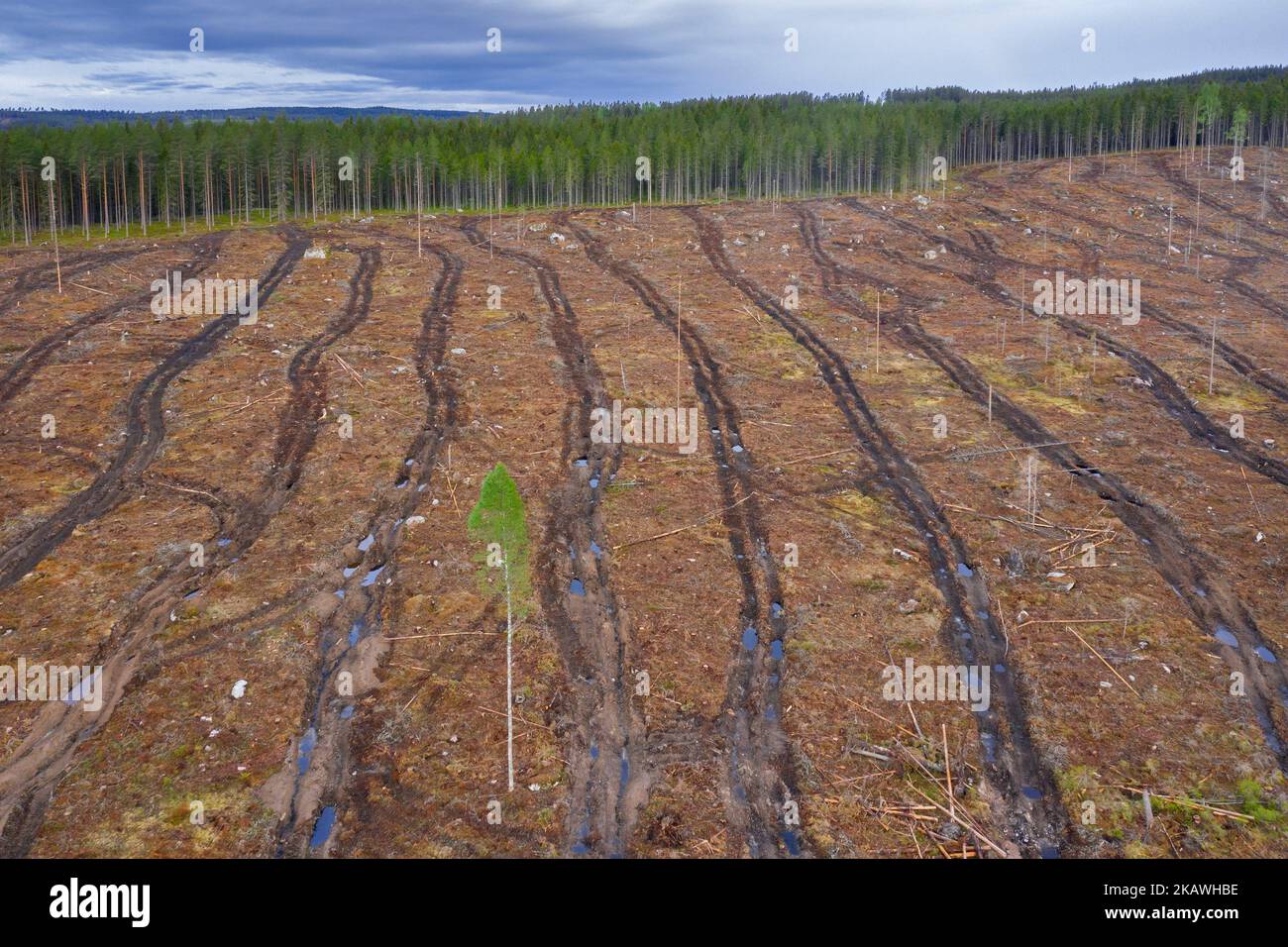 Aerial view over clearcut showing tracks of harvesters, clearcutting / clearfelling is a forestry / logging practice in which all trees are cut down Stock Photo