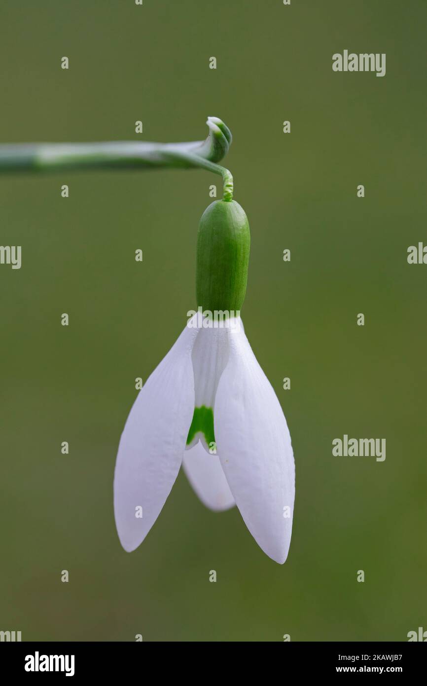 Common snowdrop (Galanthus nivalis) in flower in spring Stock Photo