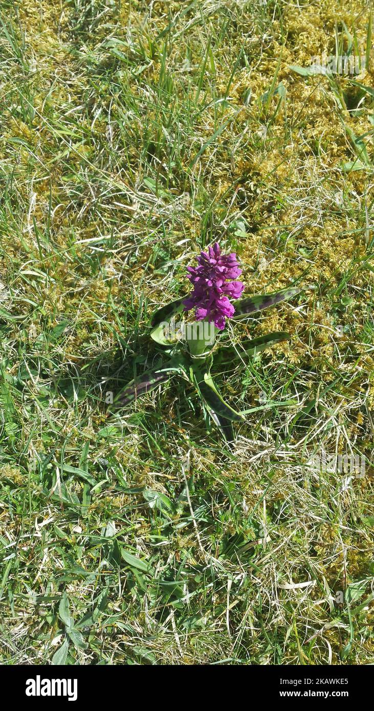 A vertical of an Early purple orchid surrounded by short grass Stock Photo