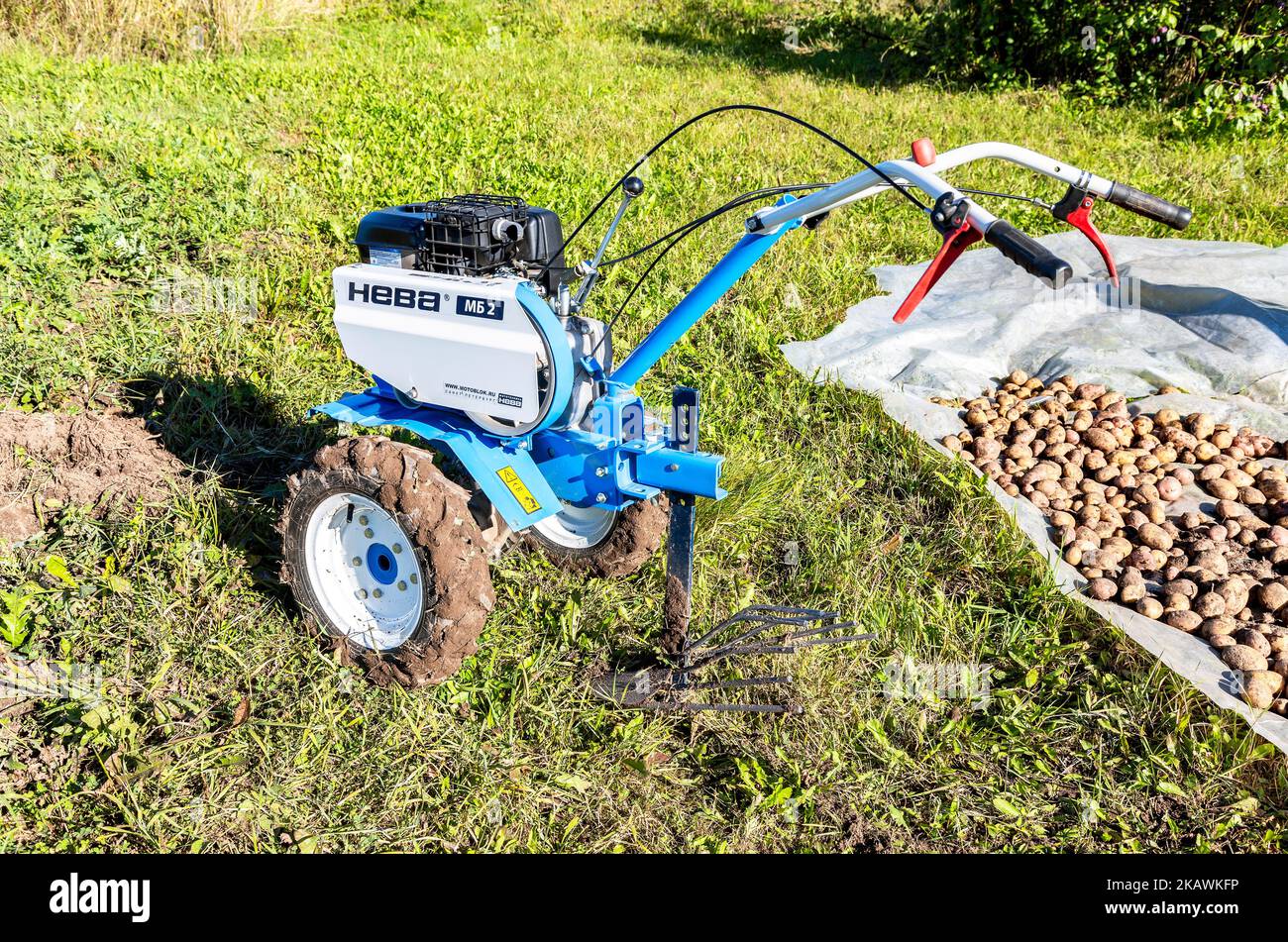 Borovichi, Russia - September 10, 2022: Harvesting potatoes with a walk-behind tractor. Walk-behind tractor works on harvesting potatoes. Walk-behind Stock Photo