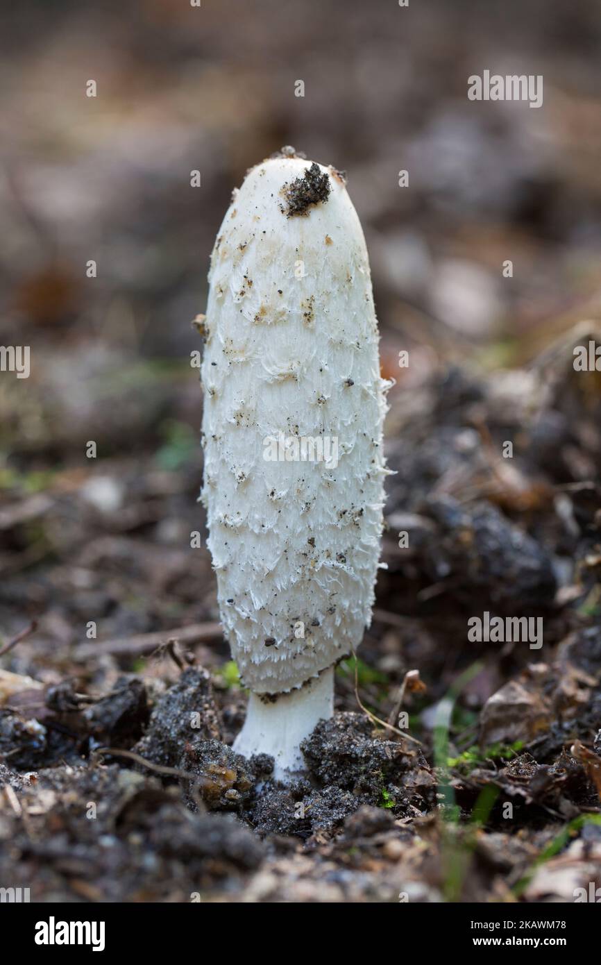 Shaggy ink cap / lawyer's wig / shaggy mane fungus (Coprinus comatus), young fruiting body of mushroom in forest in autumn / fall Stock Photo