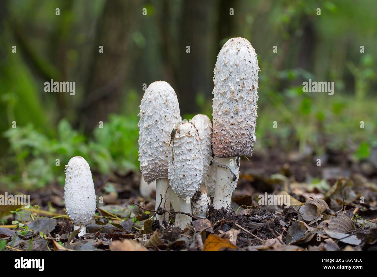 Shaggy ink cap / lawyer's wig / shaggy mane fungus (Coprinus comatus), young fruiting bodies of fungi / mushrooms in forest in autumn / fall Stock Photo
