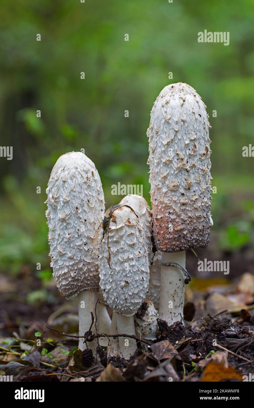 Shaggy ink cap / lawyer's wig / shaggy mane fungus (Coprinus comatus), young fruiting bodies of fungi / mushrooms in forest in autumn / fall Stock Photo