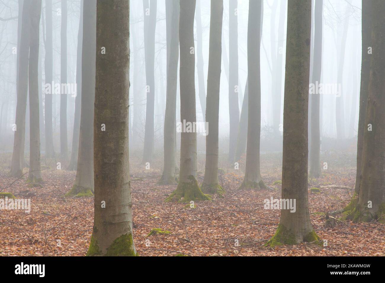 European beech trees / common beeches (Fagus sylvatica), tree trunks in wood covered in early morning mist with fallen autumn leaves on forest floor Stock Photo