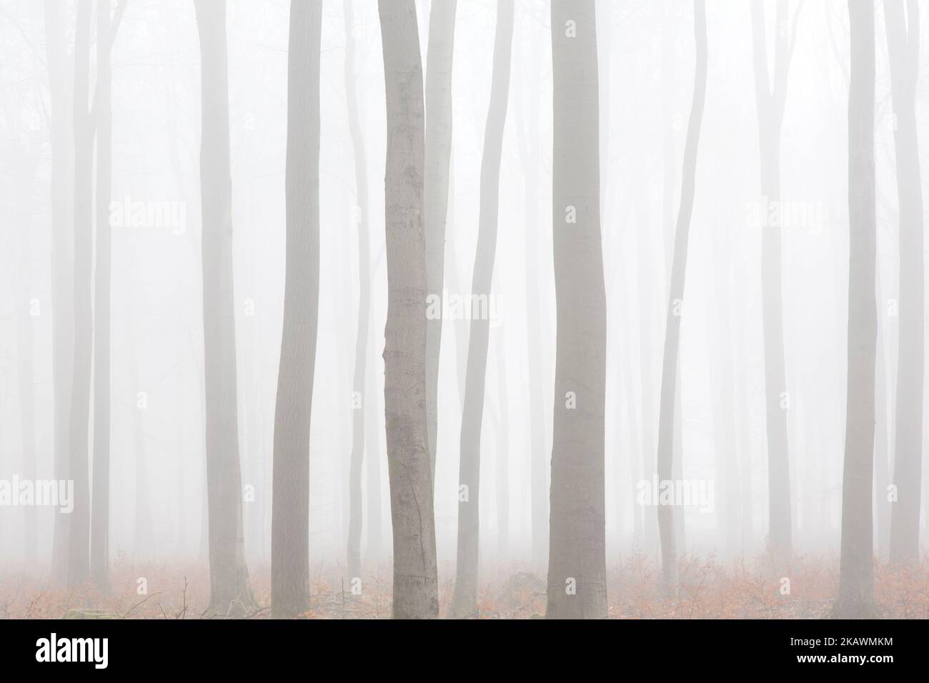 European beech trees / common beeches (Fagus sylvatica), tree trunks in forest covered in early morning mist in winter Stock Photo