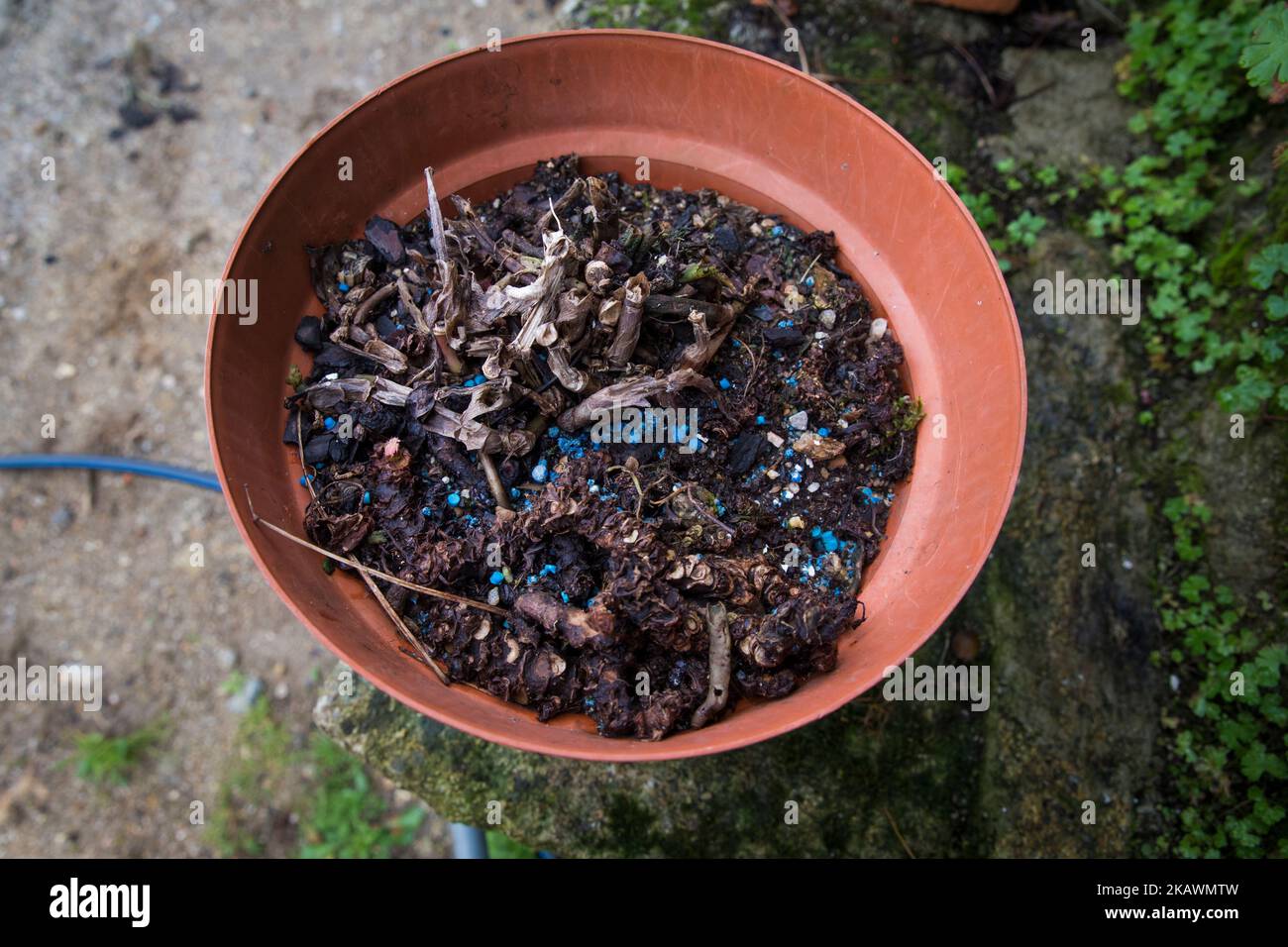 A plastic pot with black soil and roots left over from the orchid