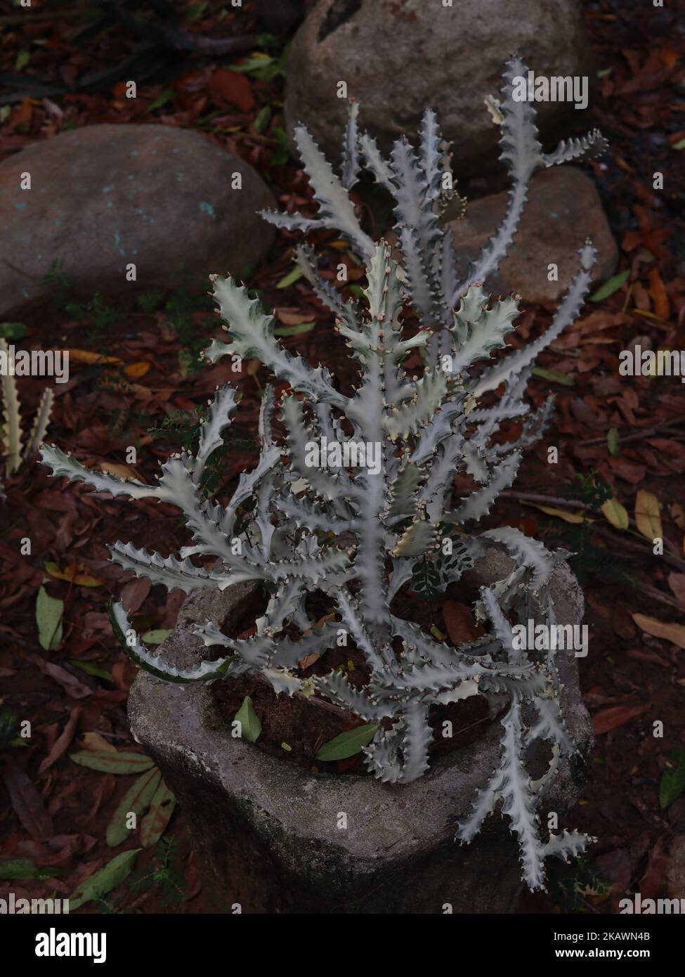 Candelabra Cactus Euphorbia lactea compacta Stock Photo