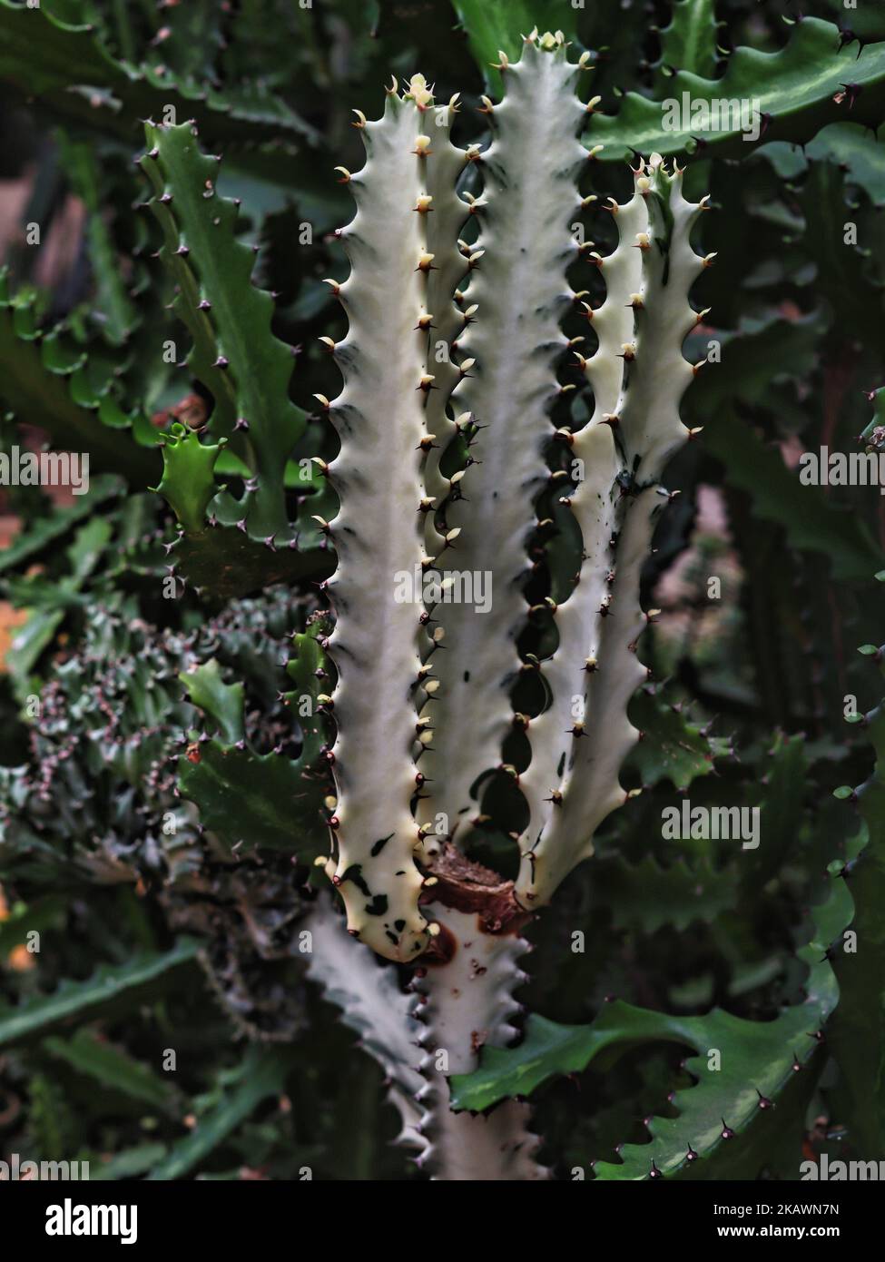 Candelabra Cactus Euphorbia lactea compacta Stock Photo Alamy