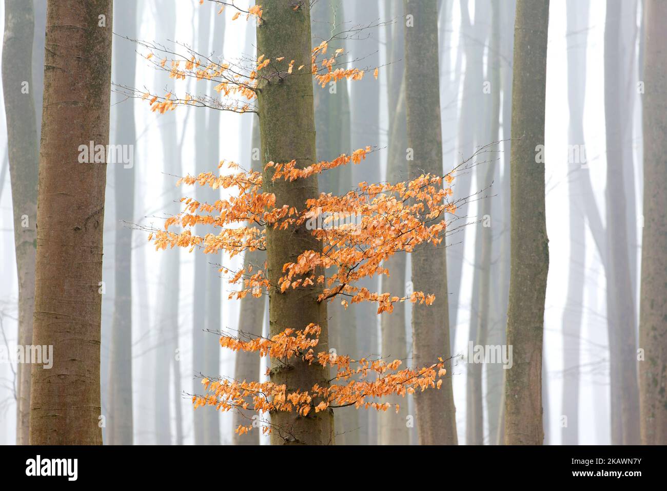 European beech trees / common beeches (Fagus sylvatica), tree trunks with autumn leaves in forest covered in early morning mist in winter Stock Photo