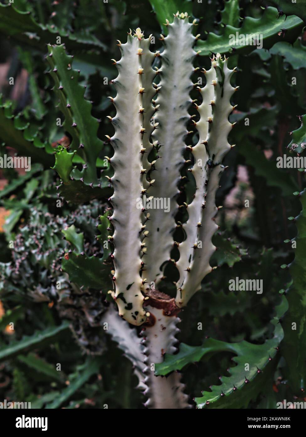 Candelabra Cactus Euphorbia lactea compacta Stock Photo Alamy