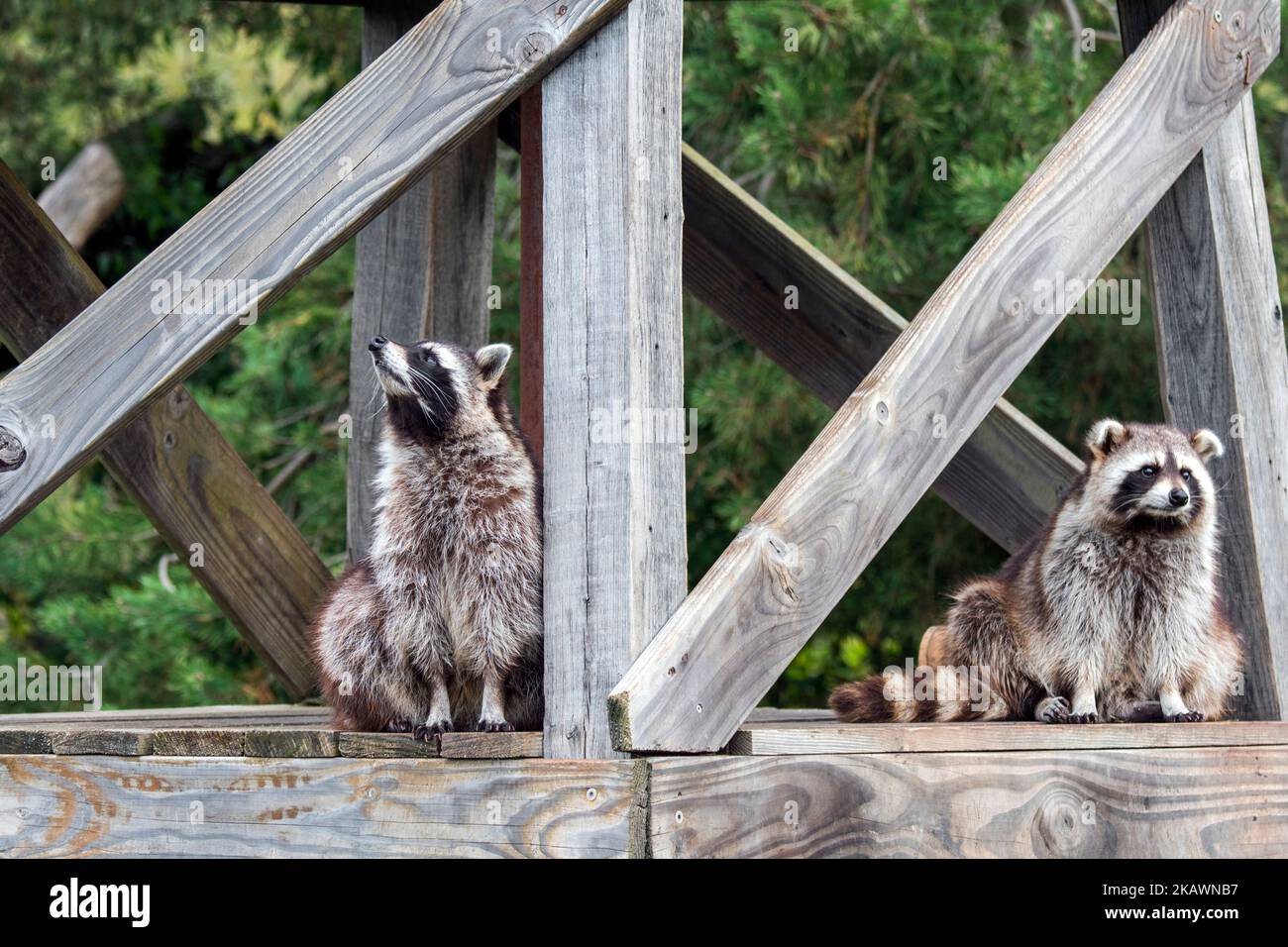 Two common raccoons (Procyon lotor) sitting on beams / timber of wooden bridge, invasive species