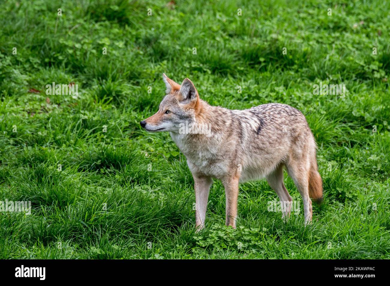 Coyote (Canis latrans) hunting in grassland, canine native to North America Stock Photo