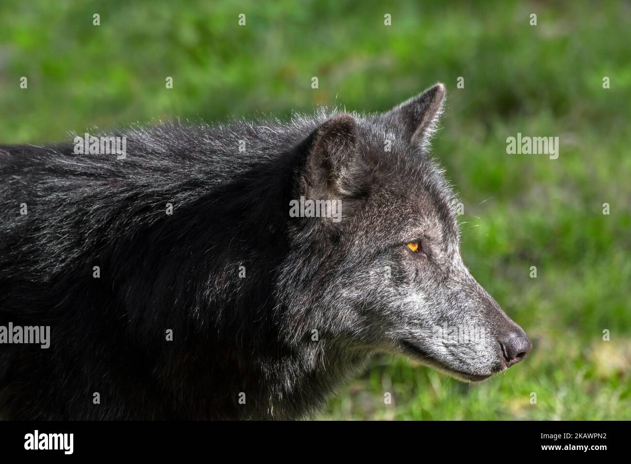 Black Northwestern wolf / Mackenzie Valley wolf / Alaskan timber wolf