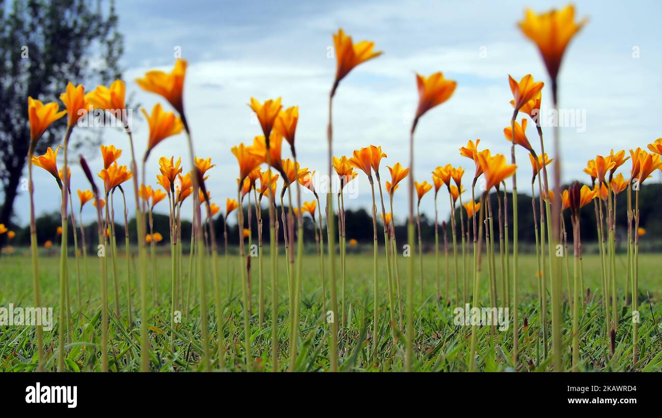 The field of yellow, blossom Copper Lily ( zephyranthes tubispatha) Stock Photo