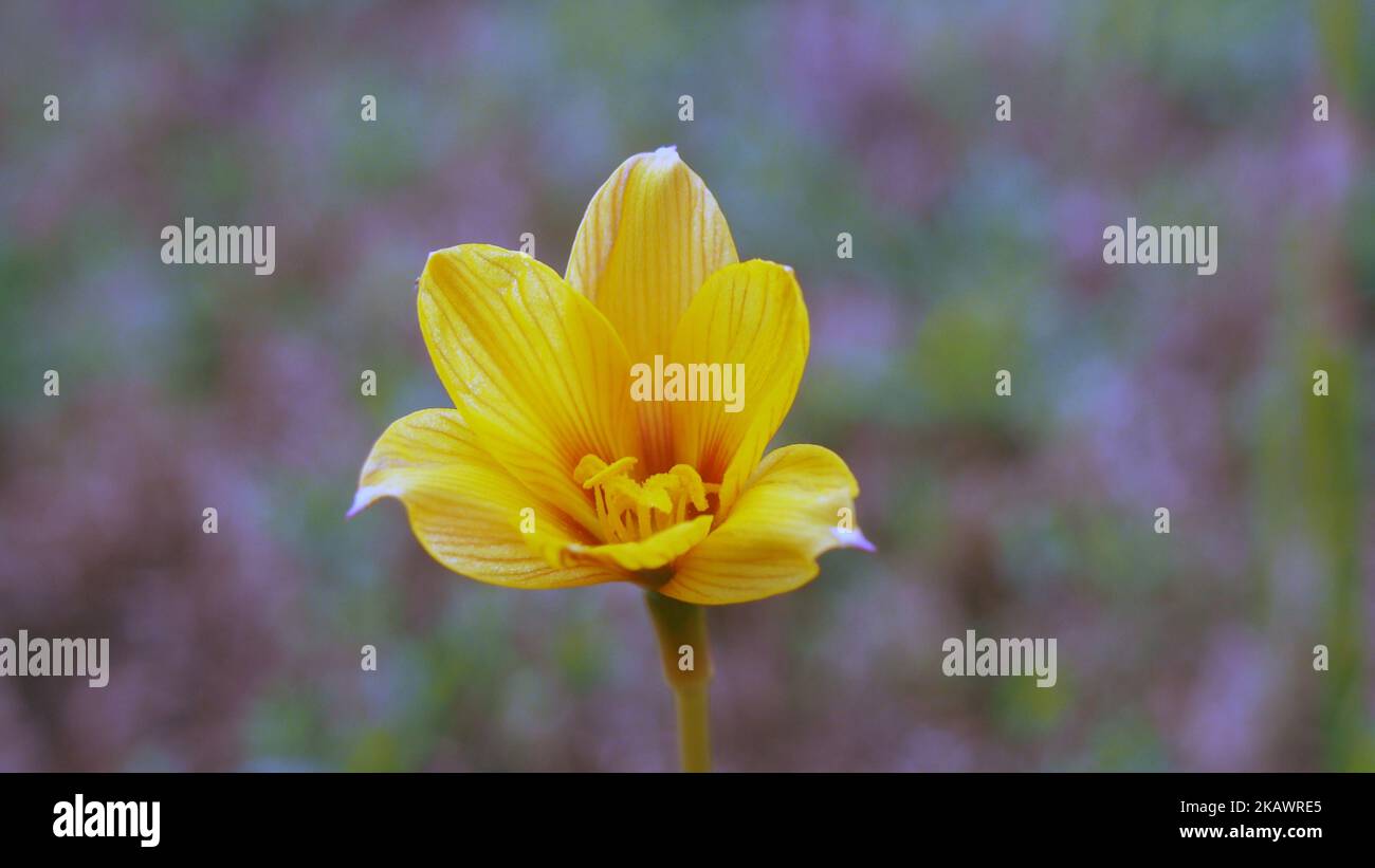 A yellow, blossom Copper Lily ( zephyranthes tubispatha), close-up Stock Photo