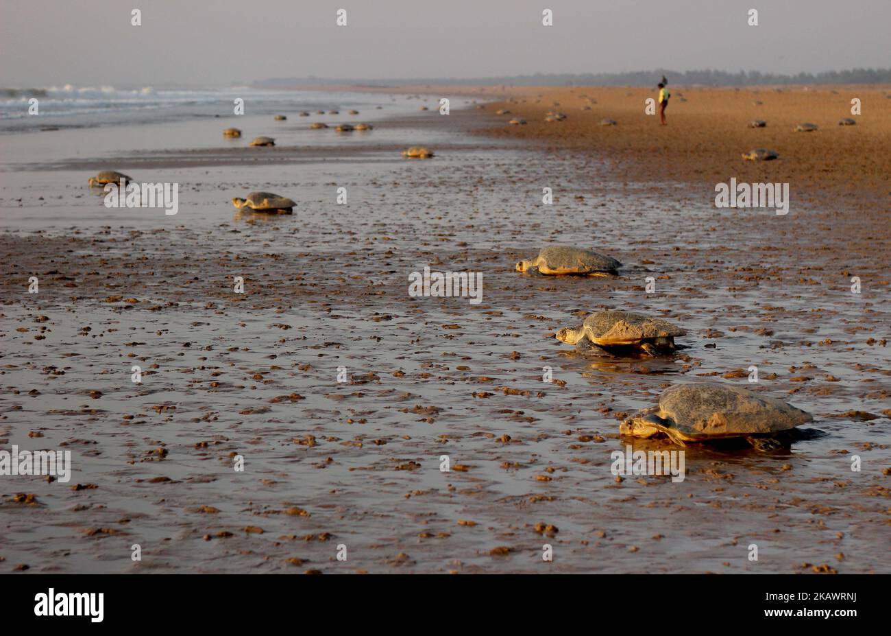 Olive Ridley turtles look at the Rushikulya river mouth beach on Bay of Bengal Sea's eastern coast as they nest their eggs in mass nesting season 140 km away from the eastern Indian state Odisha's capital city Bhubaneswar on 28 February, 2018. Olive Ridley turtles ashore to the beach and digging sands to make their nest for laying eggs and return back to the Sea in every year just before summer begins. (Photo by STR/NurPhoto) Stock Photo