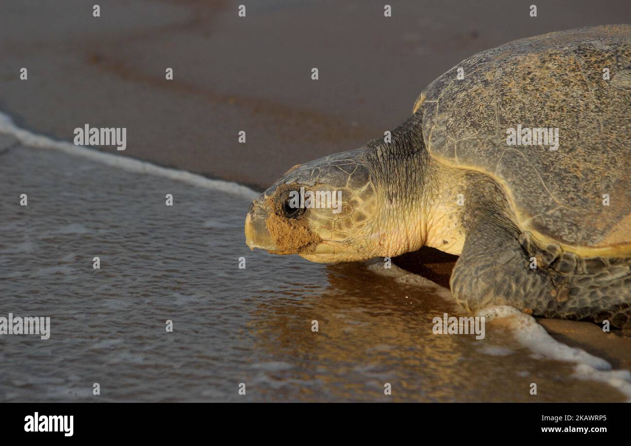 Olive Ridley turtles look at the Rushikulya river mouth beach on Bay of Bengal Sea's eastern coast as they nest their eggs in mass nesting season 140 km away from the eastern Indian state Odisha's capital city Bhubaneswar on 28 February, 2018. Olive Ridley turtles ashore to the beach and digging sands to make their nest for laying eggs and return back to the Sea in every year just before summer begins. (Photo by STR/NurPhoto) Stock Photo