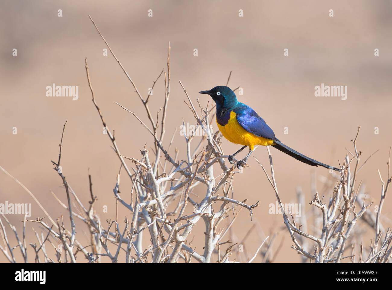 Golden-breasted starling (Cosmopsarus regius), a species of East African dry bush country Stock Photo