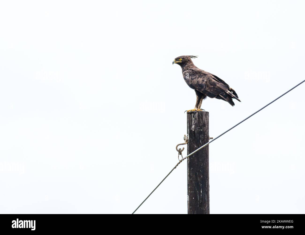 A beautiful Long-crested eagle perched on a wooden pole during the daytime in KwaZulu-Natal Stock Photo
