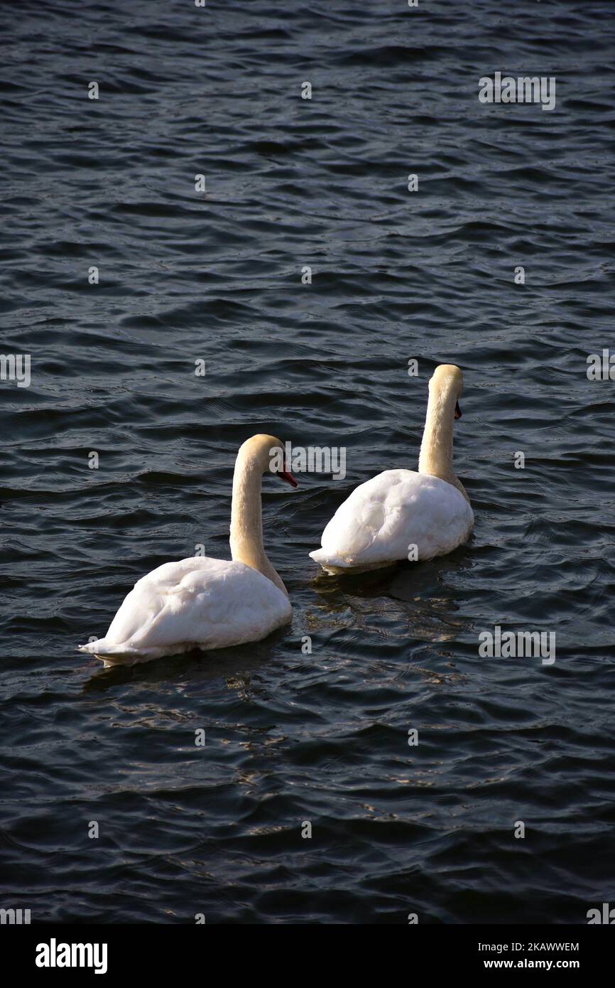 A swan couple swimming around in East Boston Stock Photo - Alamy